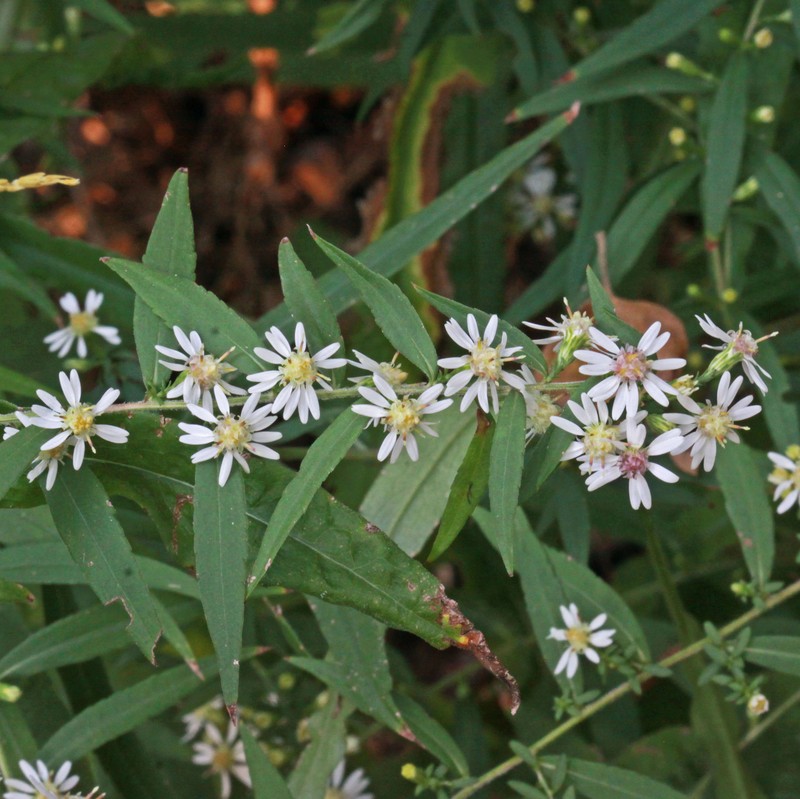 Calico Aster photo 7