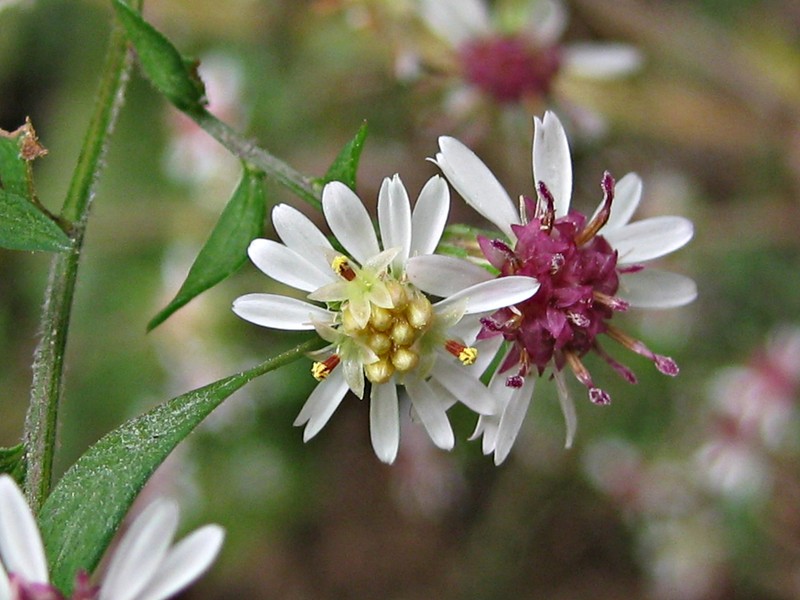 Calico Aster