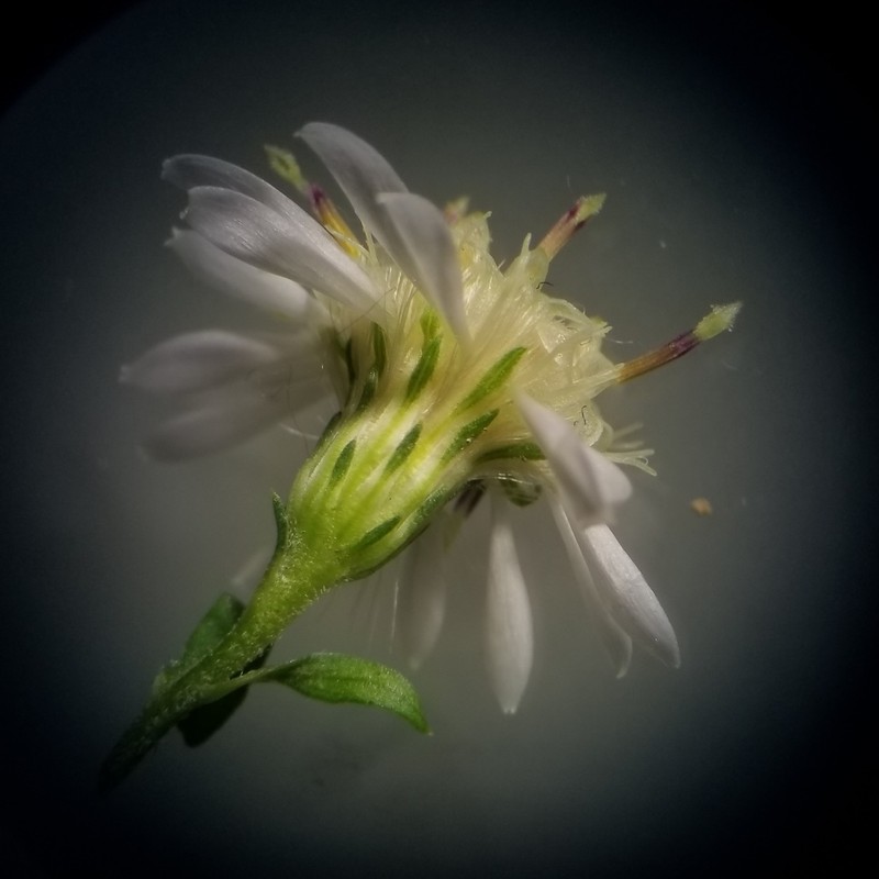 Calico Aster photo 3