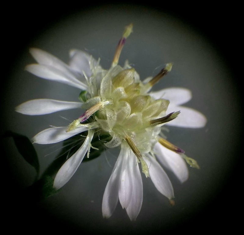 Calico Aster photo 5