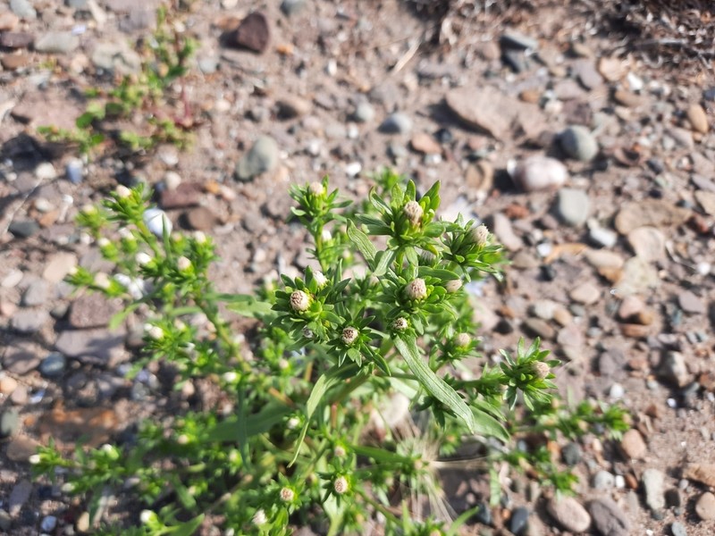 Gulf Of St. Lawrence Aster photo 3