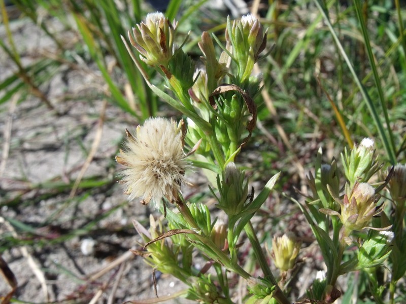 Gulf Of St. Lawrence Aster photo 4