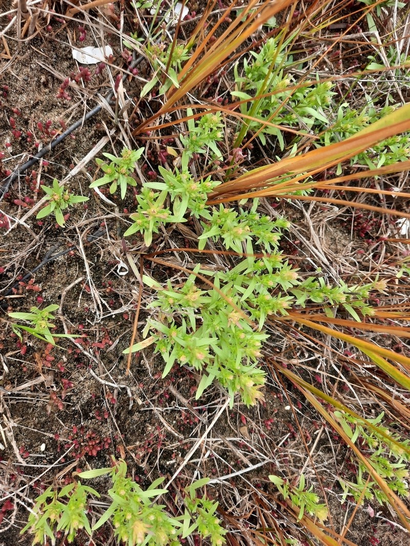 Gulf Of St. Lawrence Aster photo 6