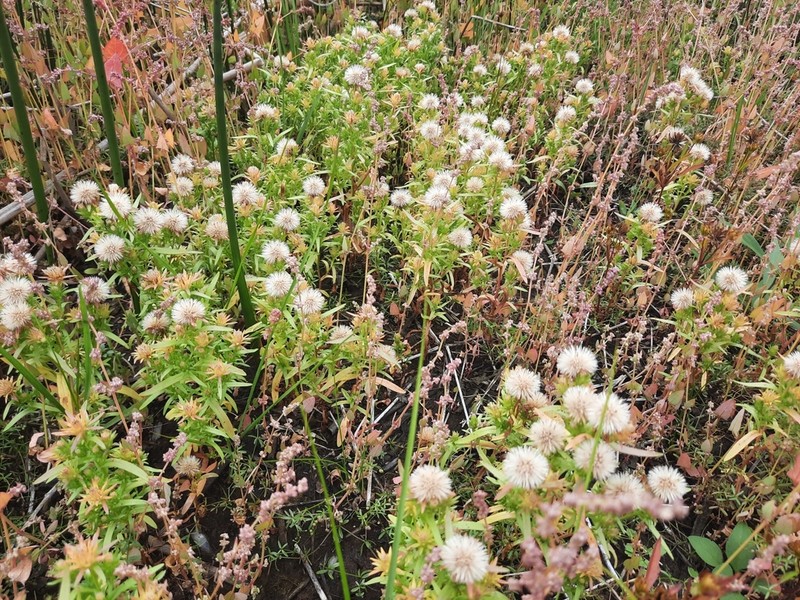 Gulf Of St. Lawrence Aster photo 7