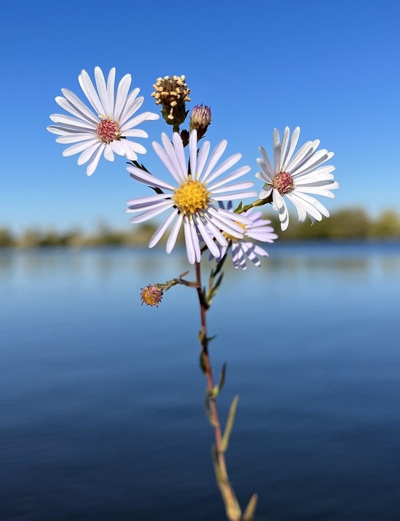 Suisun Marsh Aster photo 4