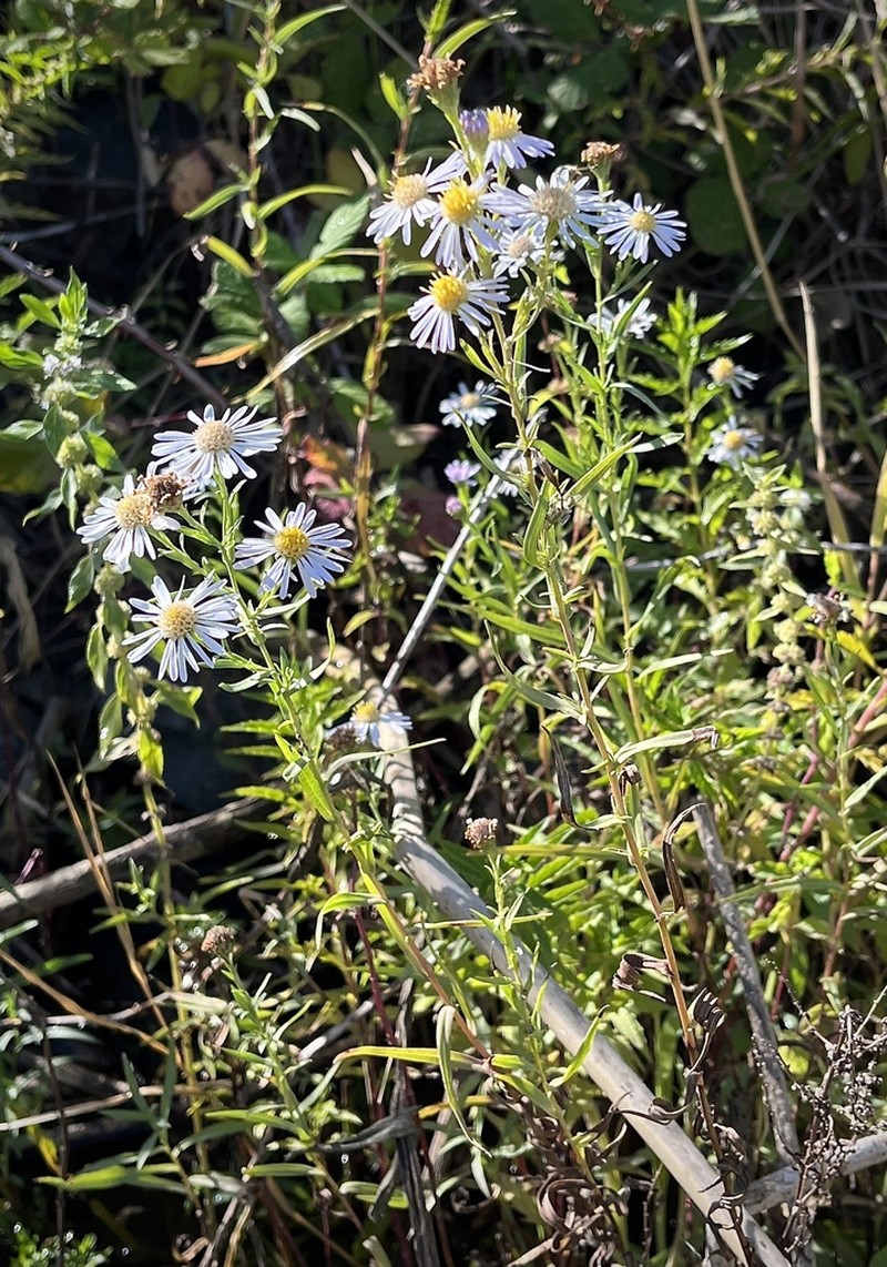 Suisun Marsh Aster photo 5