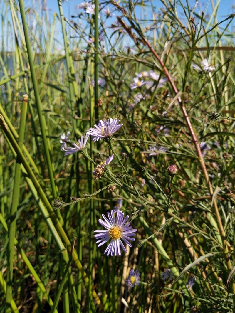 Suisun Marsh Aster photo 6
