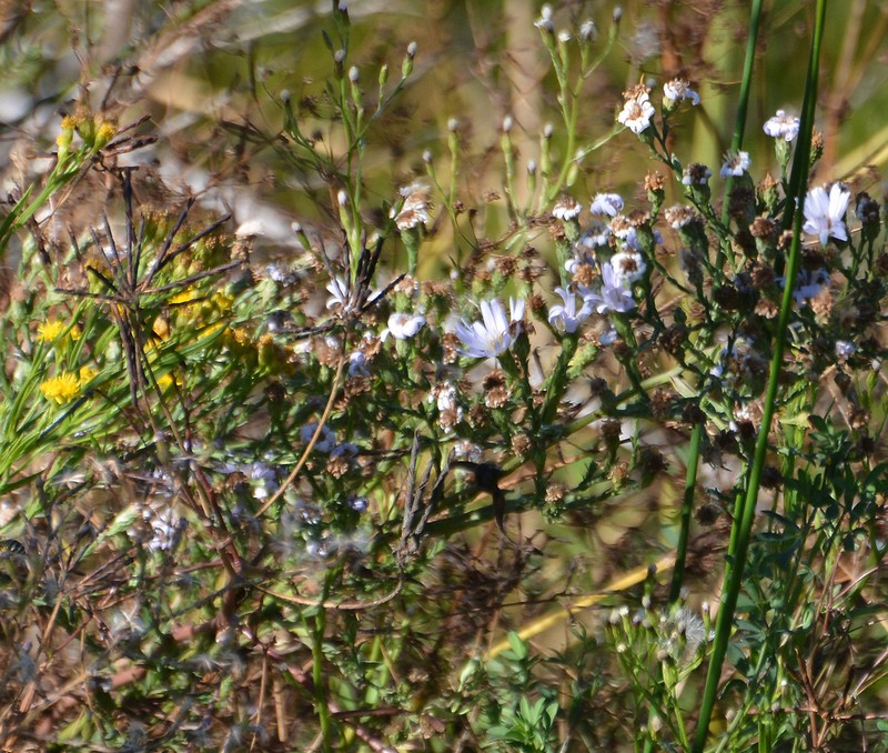 Suisun Marsh Aster photo 7