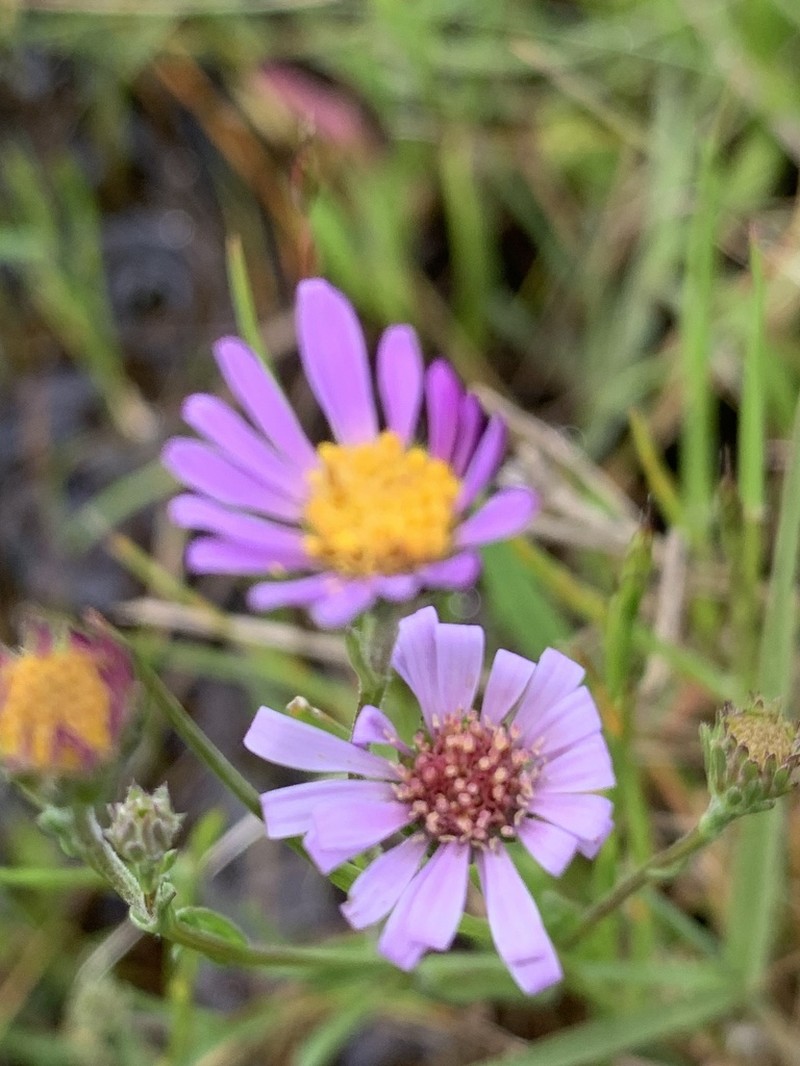Suisun Marsh Aster photo 8