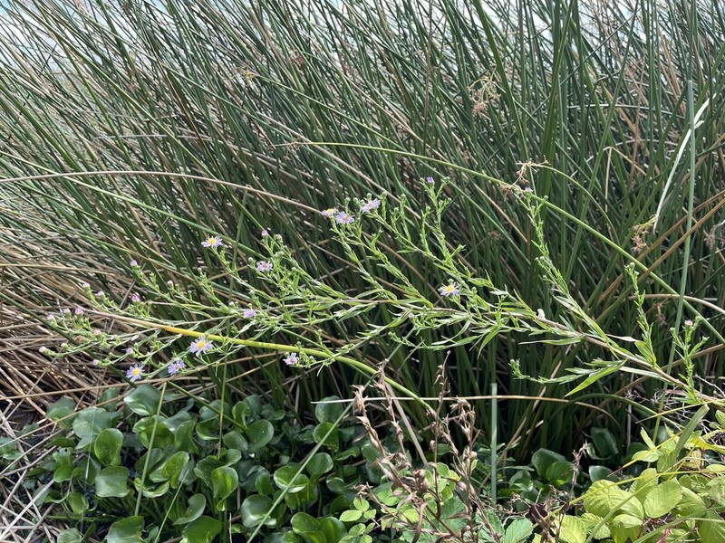 Suisun Marsh Aster photo 9