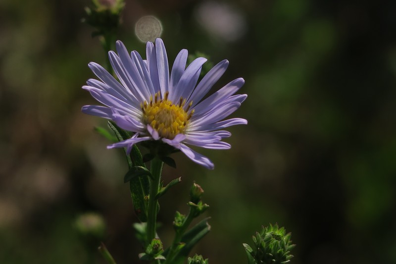 Suisun Marsh Aster