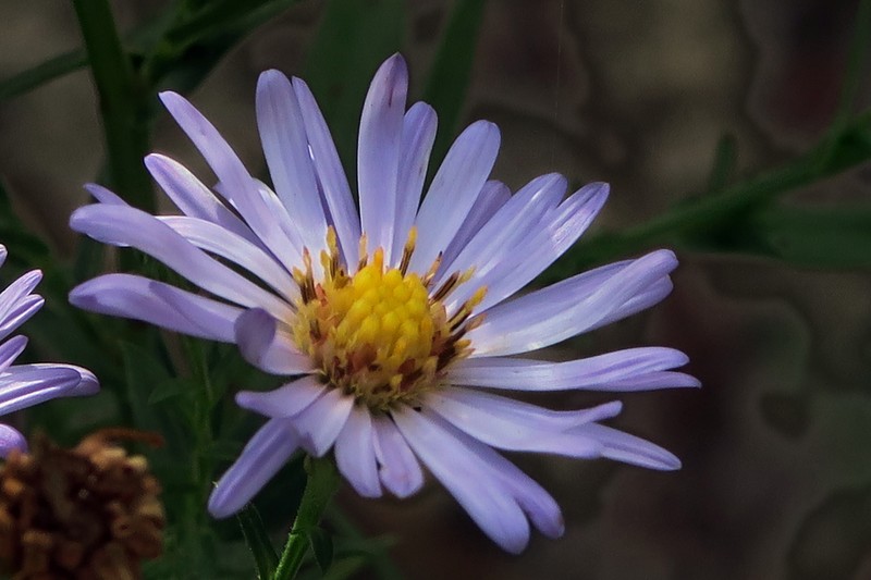 Suisun Marsh Aster photo 2