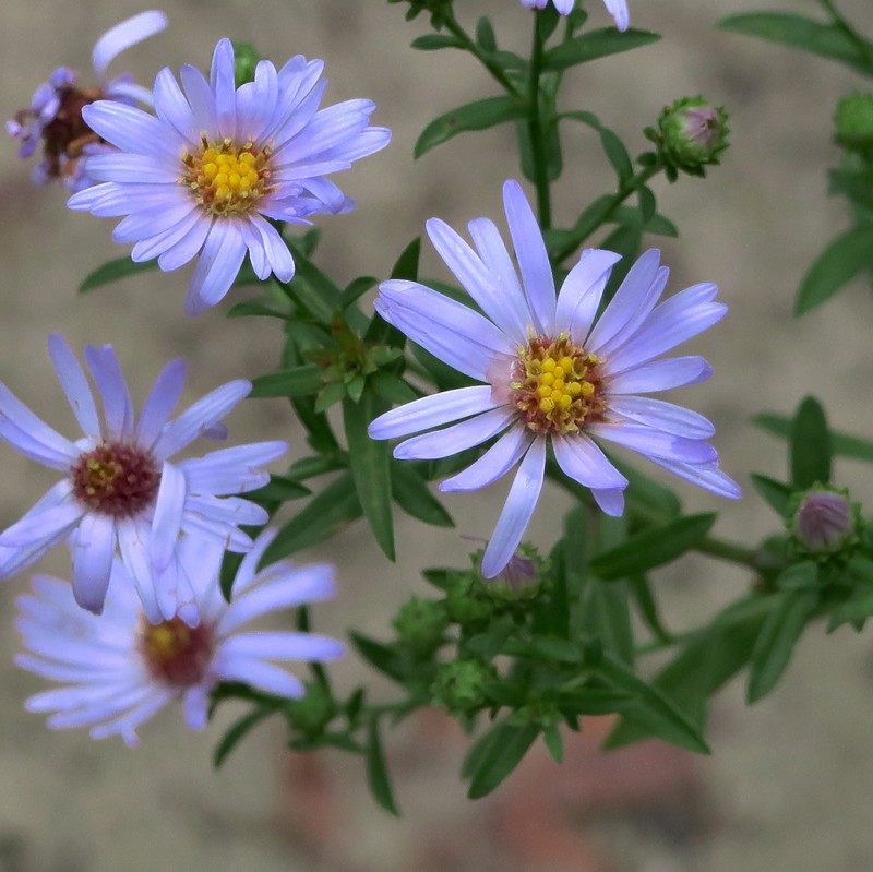 Suisun Marsh Aster photo 3