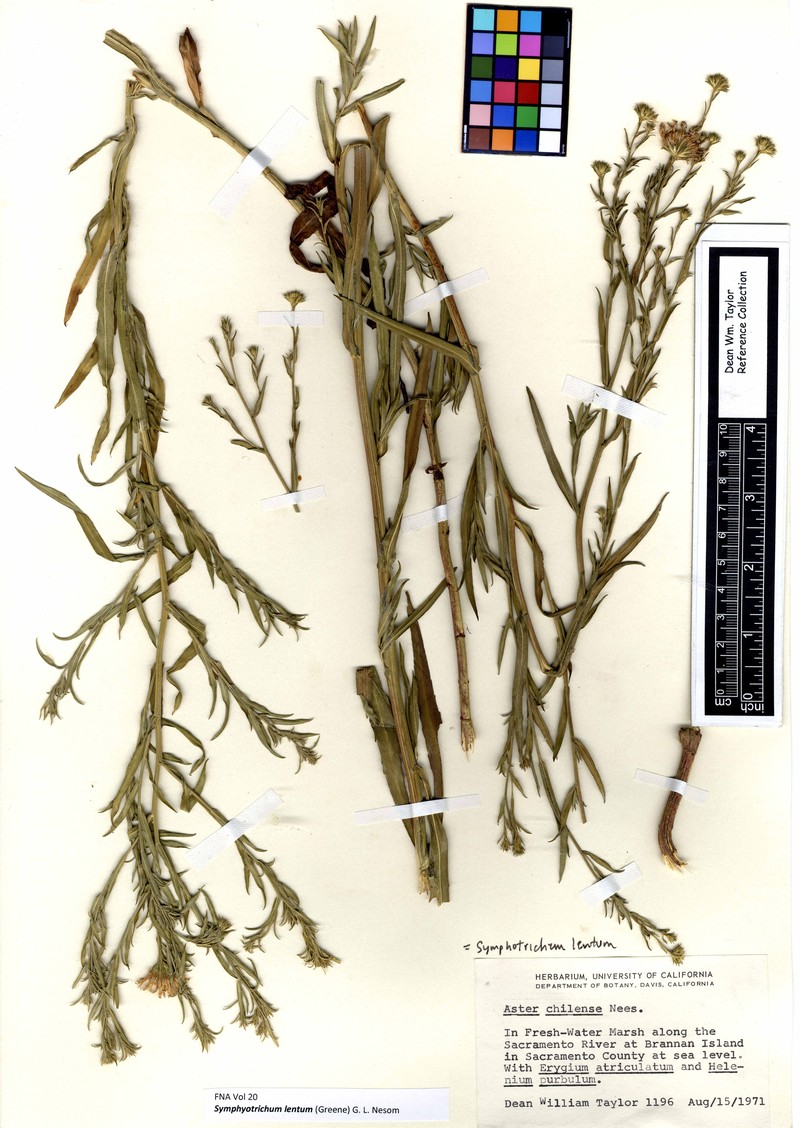 Suisun Marsh Aster photo 4