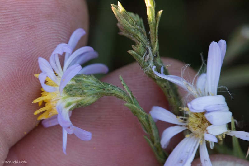 Suisun Marsh Aster photo 5