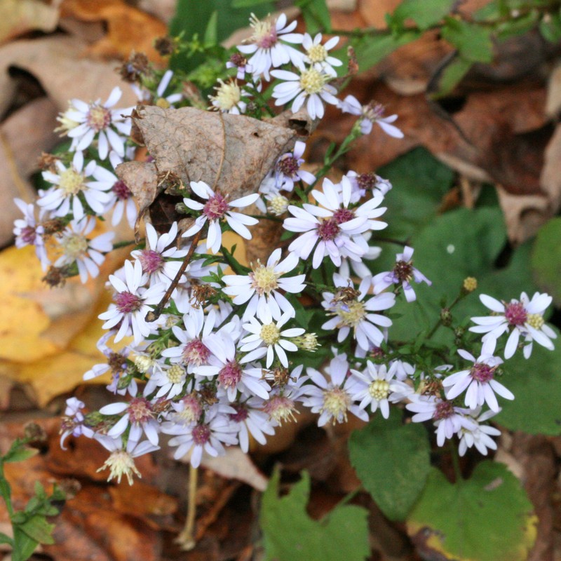 Lowrie's Blue Wood Aster