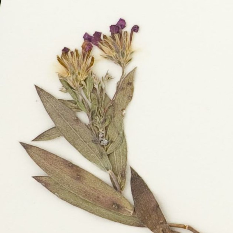 Symphyotrichum lucayanum