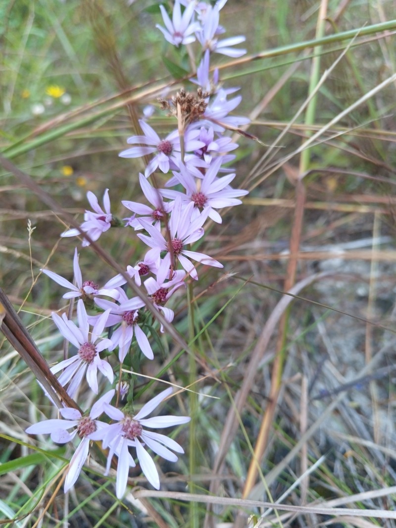 Symphyotrichum lucayanum photo 3