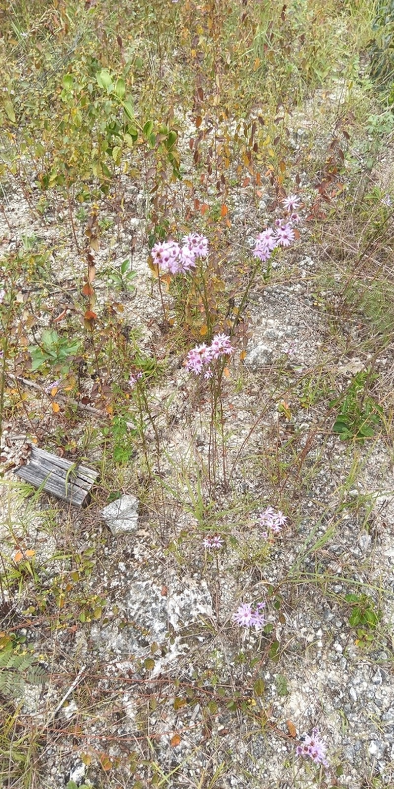Symphyotrichum lucayanum photo 6