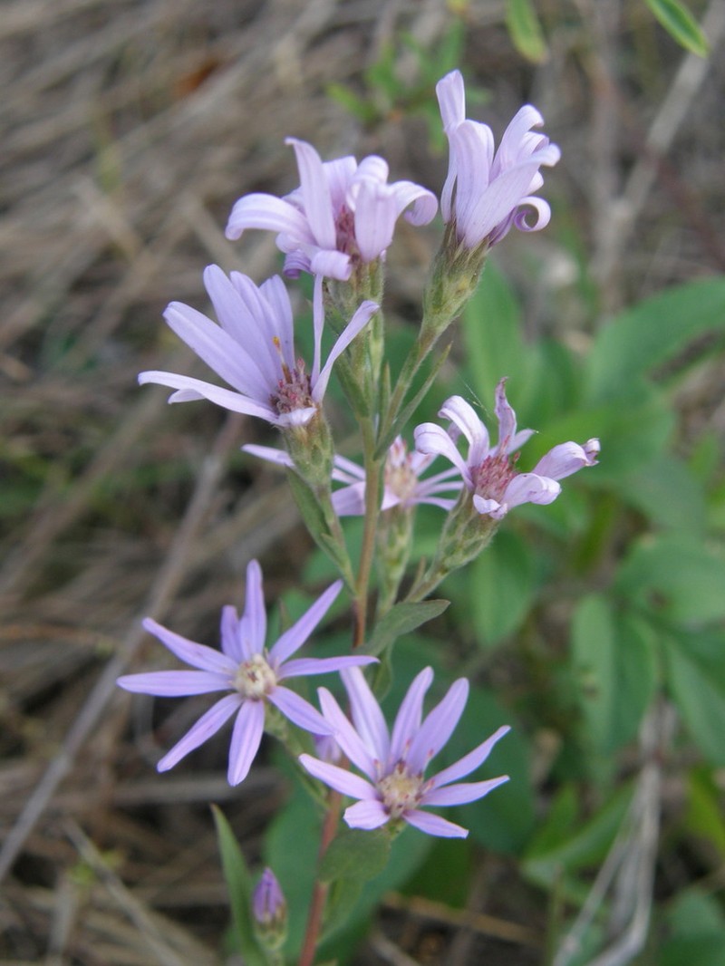 Symphyotrichum lucayanum photo 7