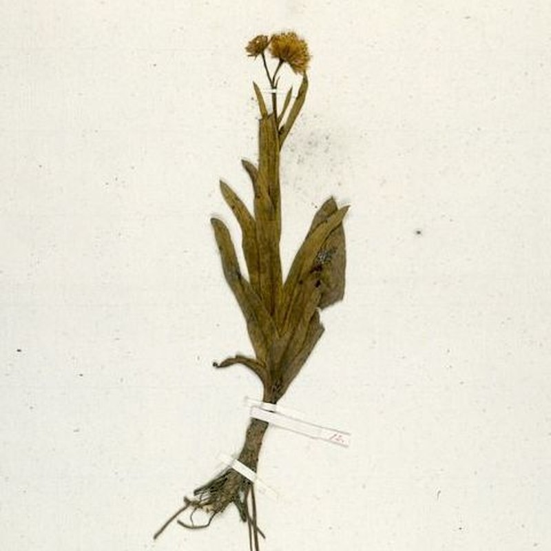 Symphyotrichum martii