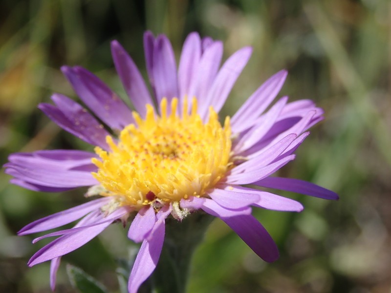Soft Aster photo 6