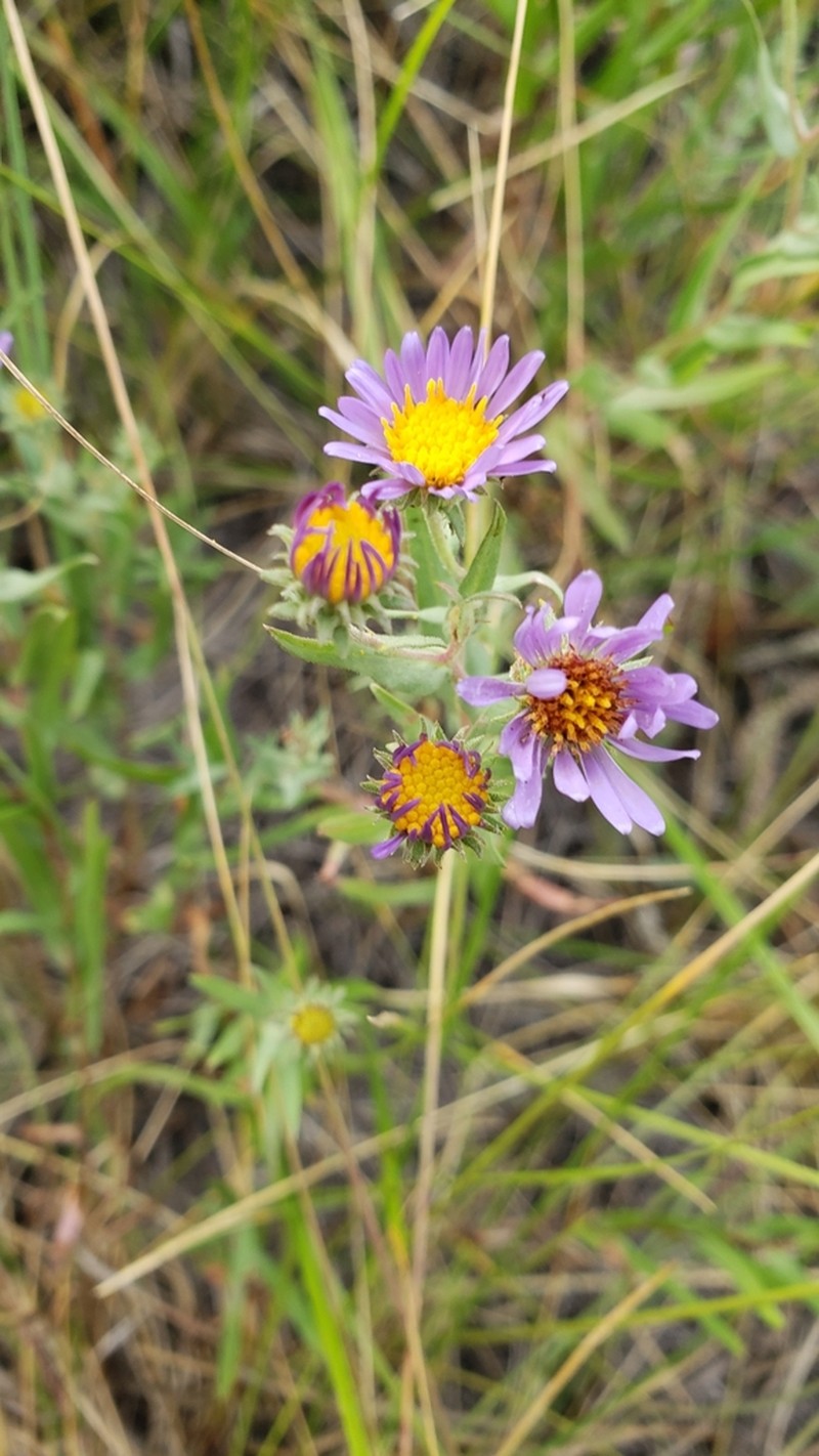 Soft Aster photo 7