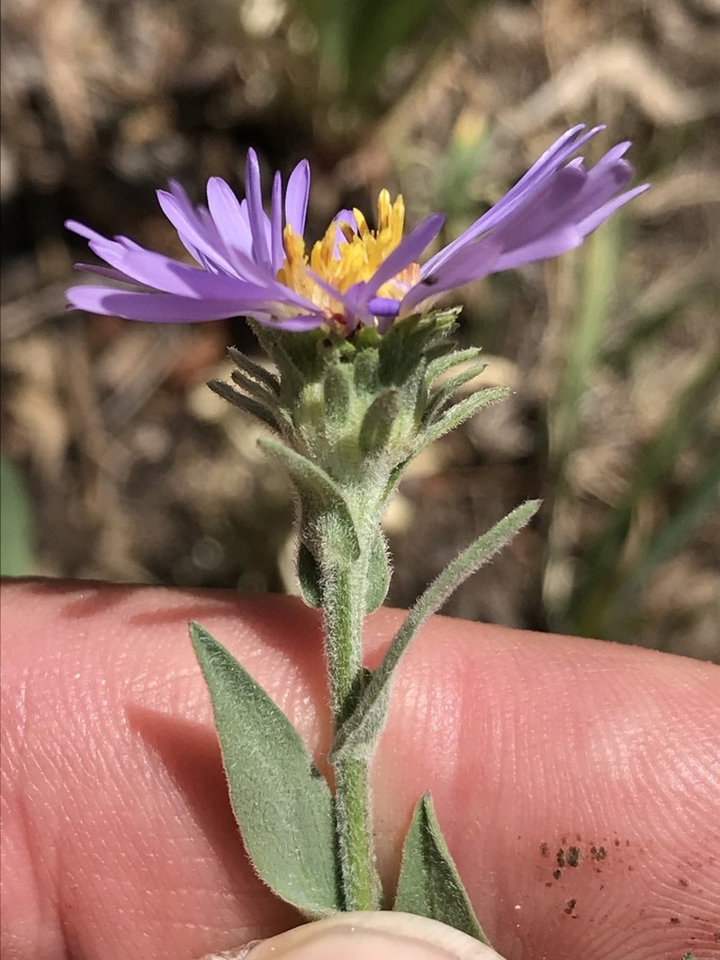 Soft Aster photo 8
