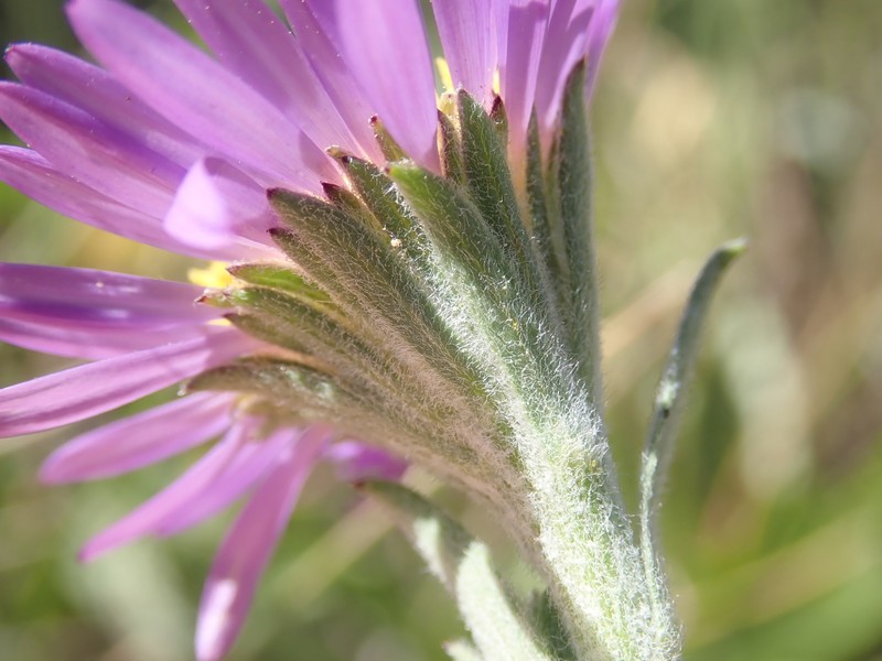 Soft Aster photo 4