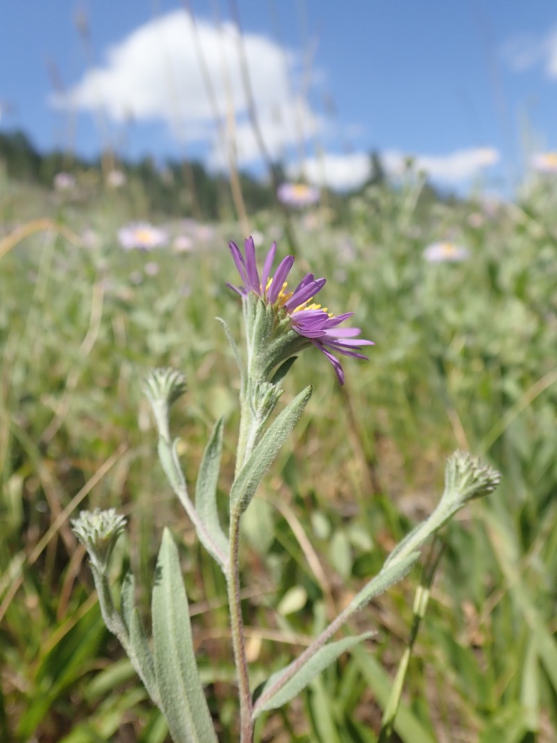 Soft Aster photo 5