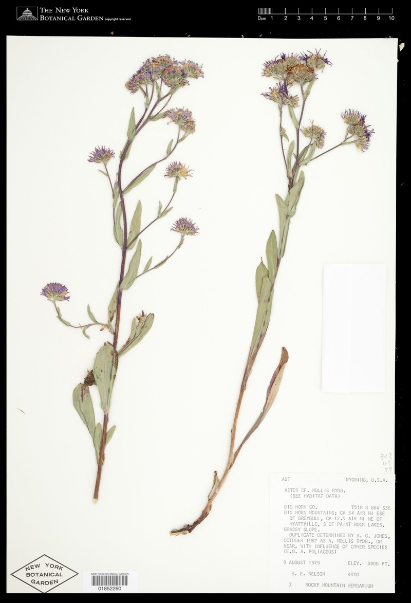 Soft Aster photo 6