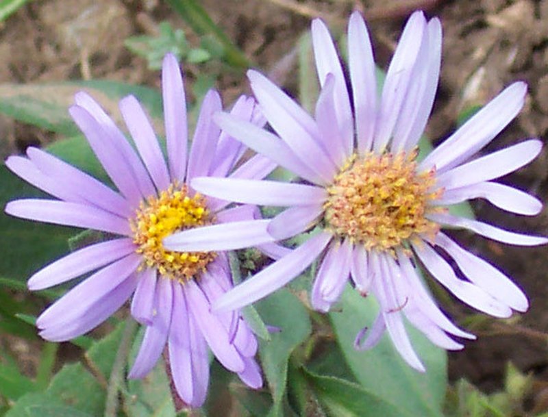 Soft Aster photo 7