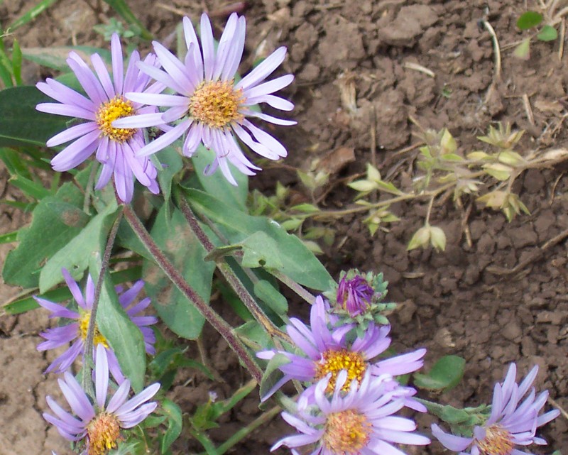 Soft Aster photo 2