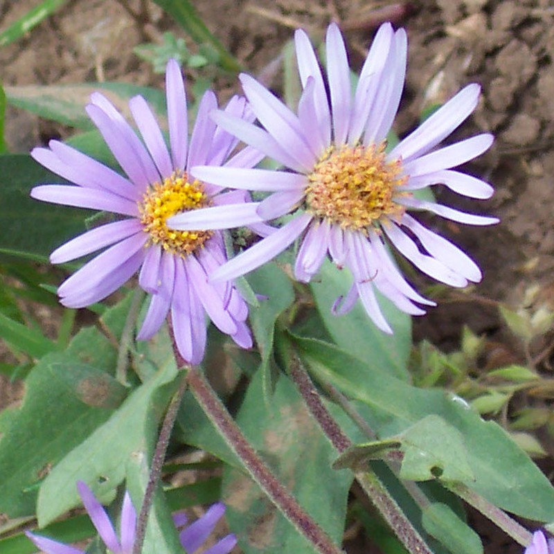 Soft Aster