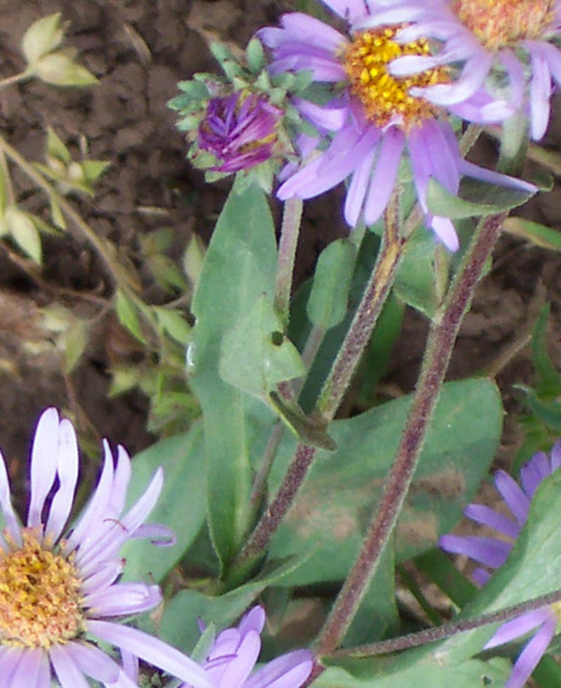 Soft Aster photo 3