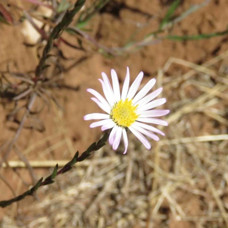 Symphyotrichum moranense