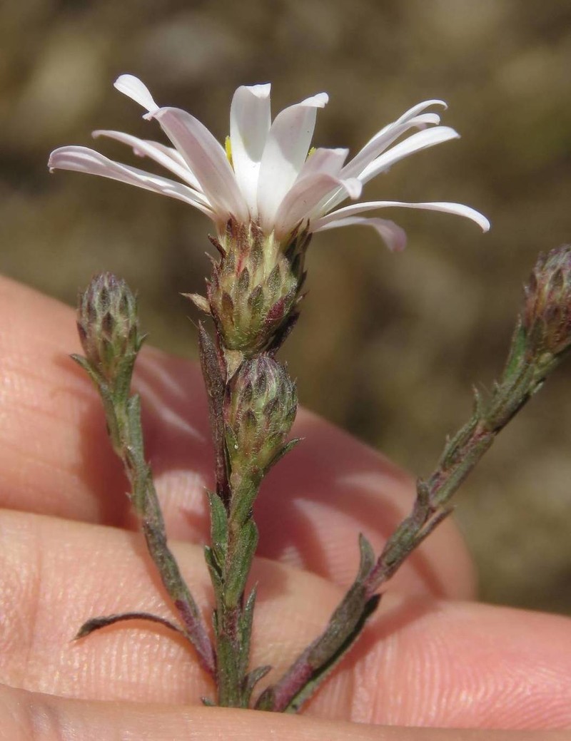 Symphyotrichum moranense photo 2
