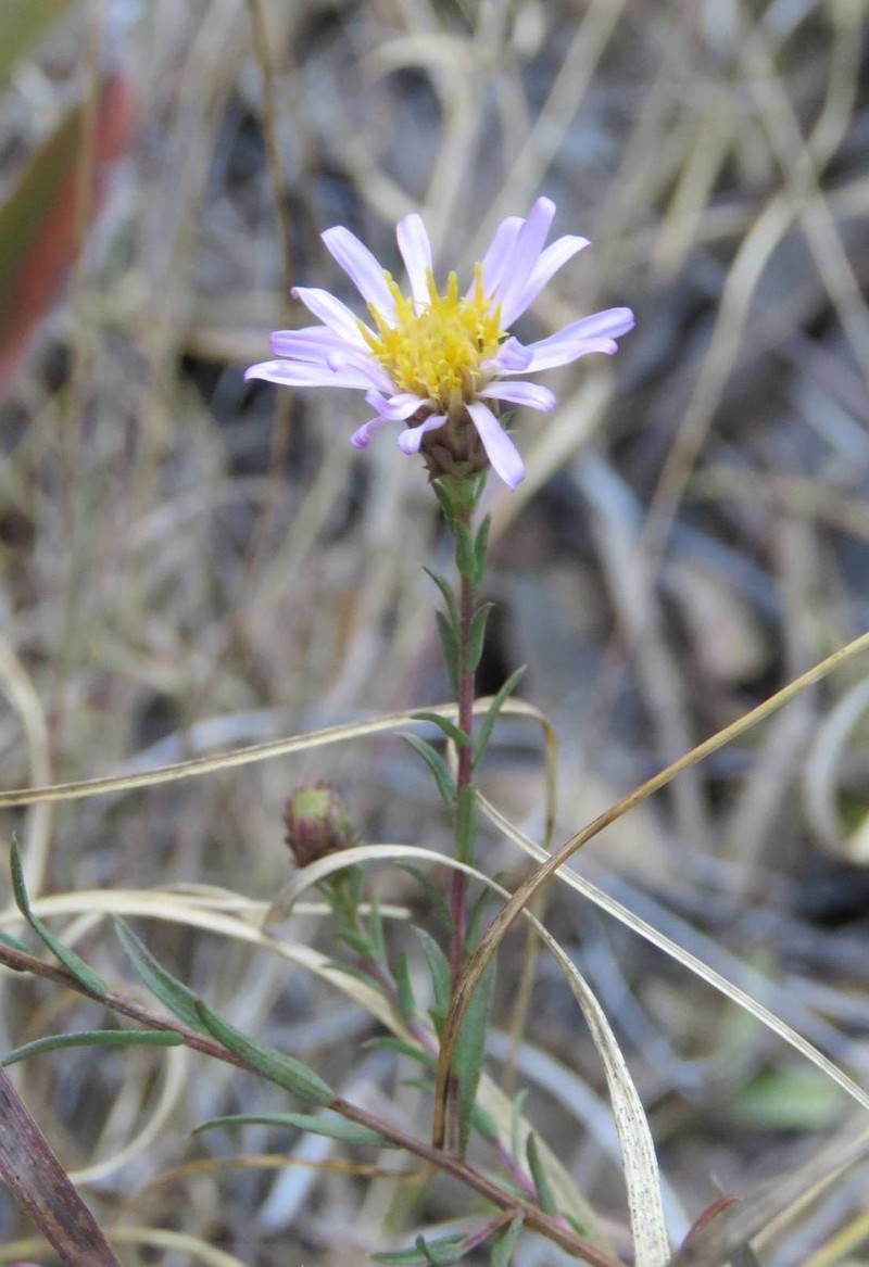 Symphyotrichum moranense photo 3