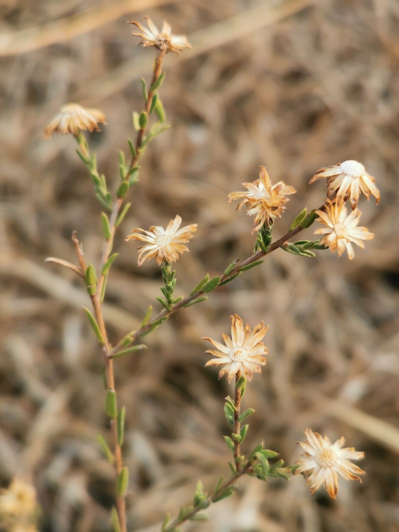 Symphyotrichum moranense photo 4