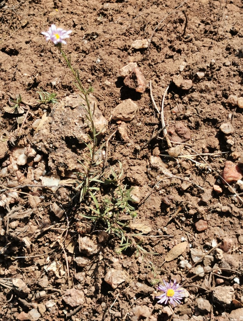 Symphyotrichum moranense photo 5