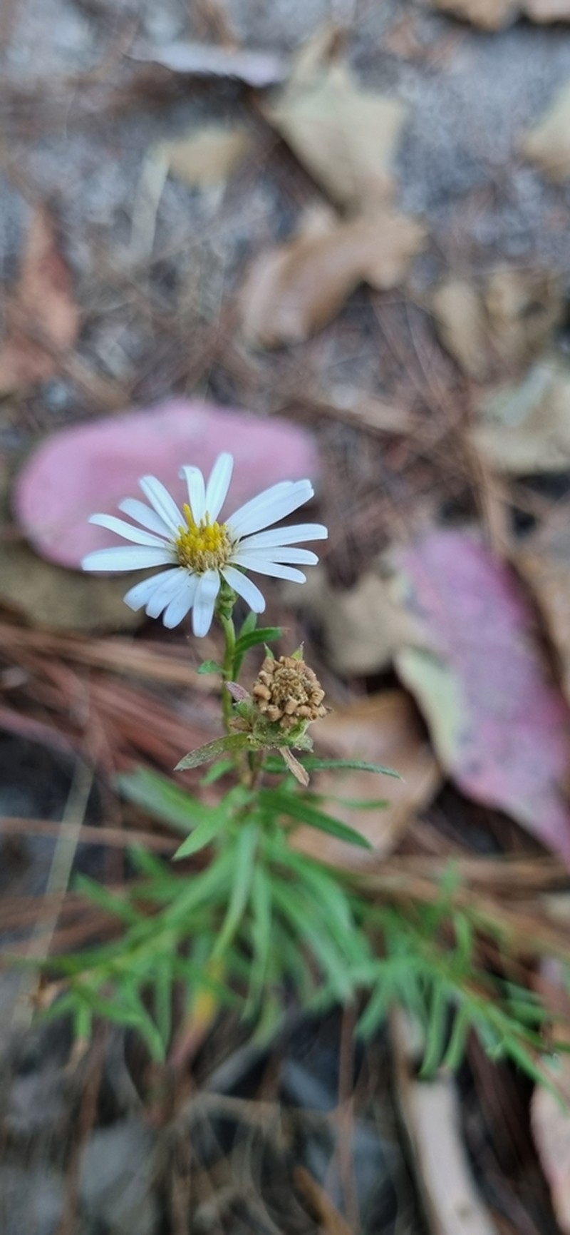 Symphyotrichum moranense photo 6