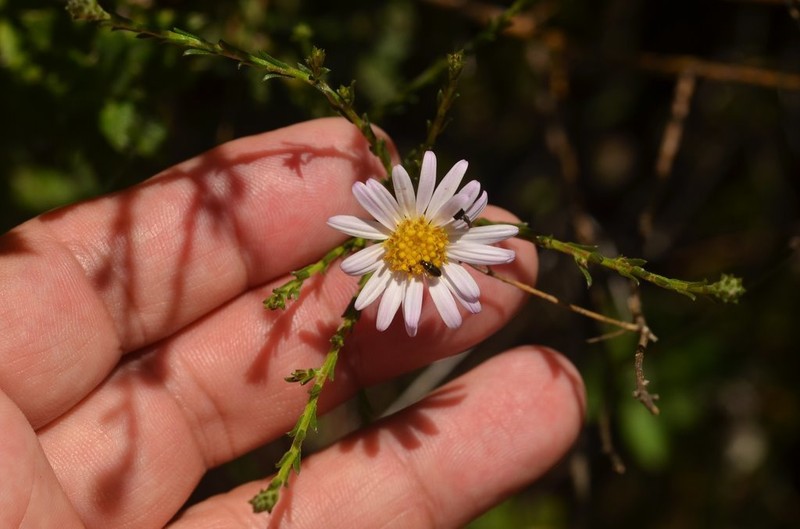 Symphyotrichum moranense photo 7