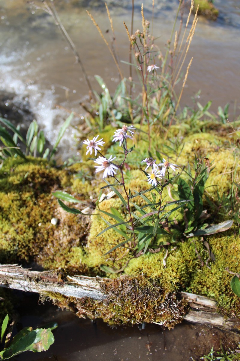 Symphyotrichum nahanniense