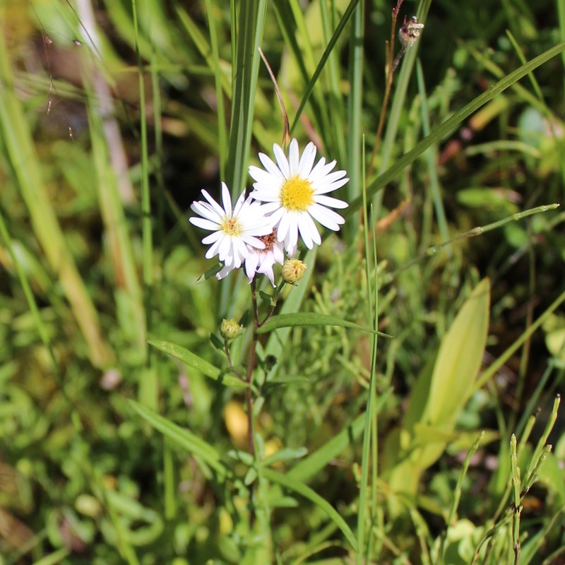 Symphyotrichum nahanniense photo 2