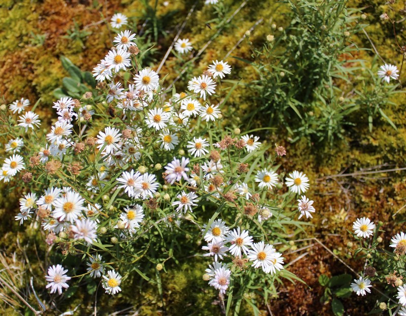 Symphyotrichum nahanniense photo 3