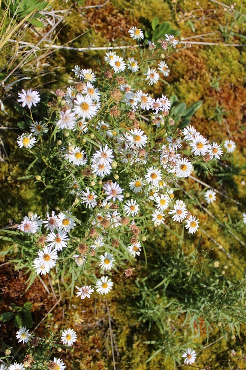 Symphyotrichum nahanniense photo 4