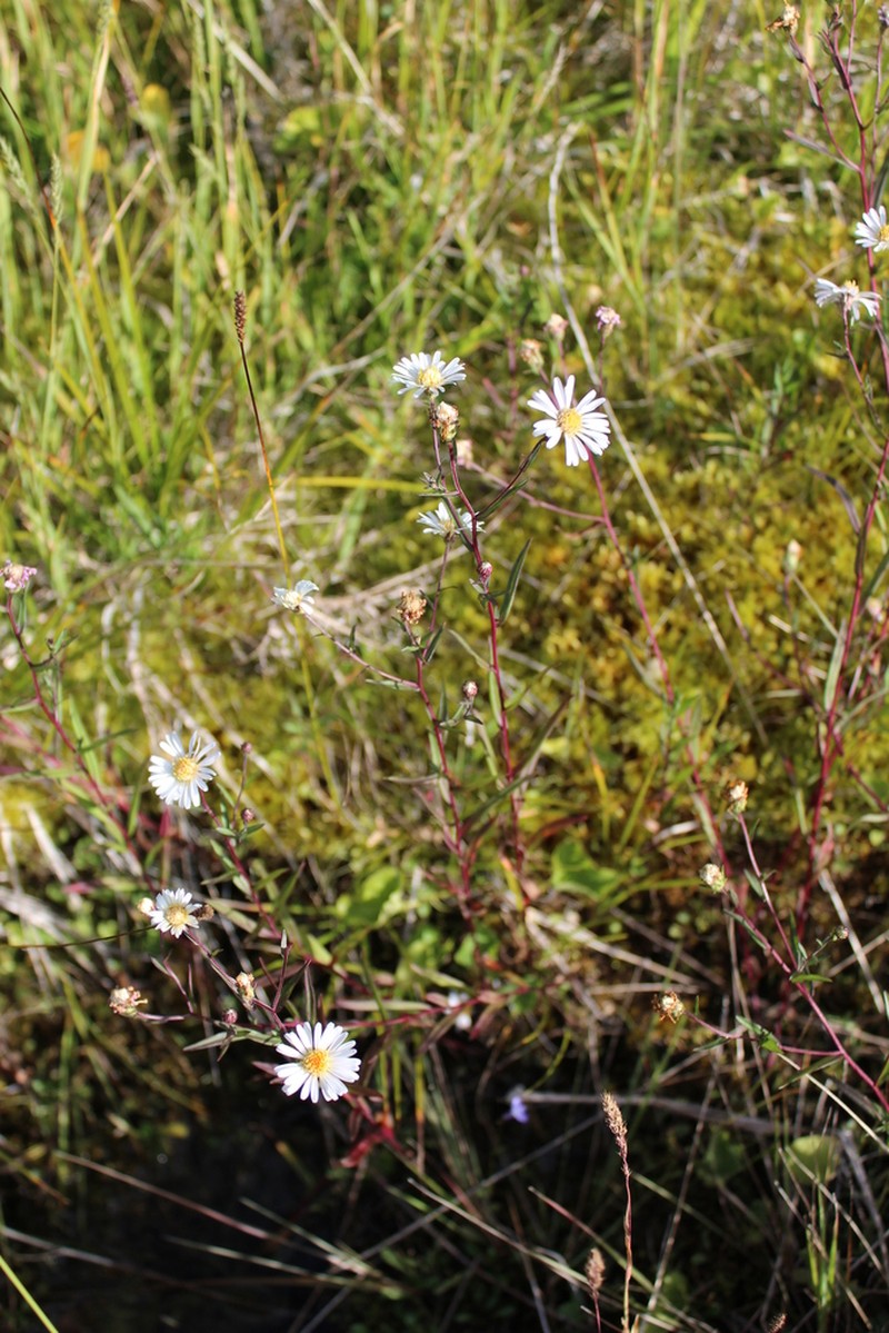Symphyotrichum nahanniense photo 5