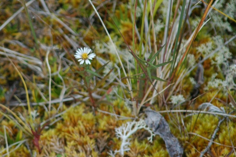 Symphyotrichum nahanniense photo 6