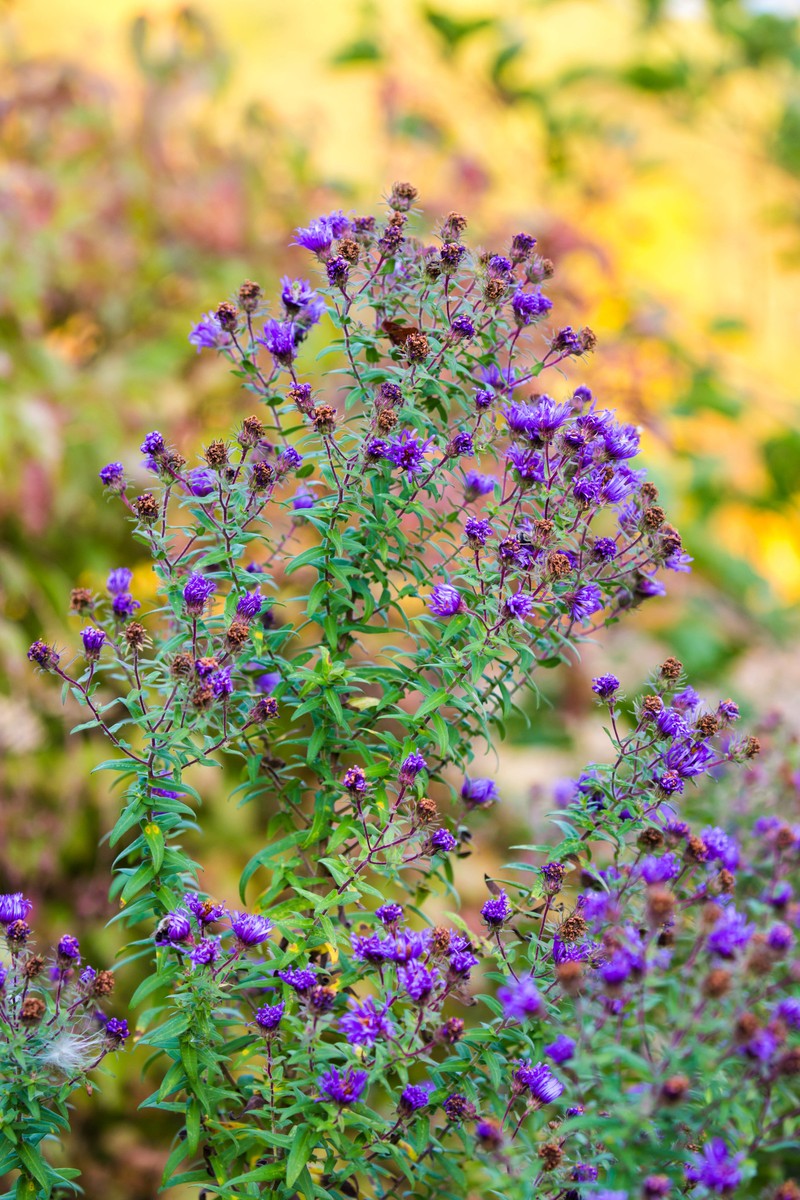 New England Aster photo 8