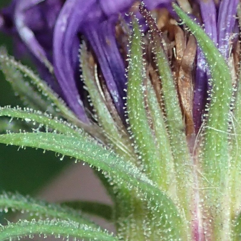 New England Aster photo 4